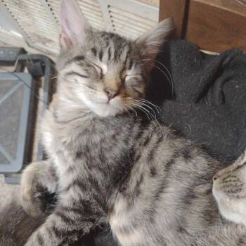 Rescue American Shorthair Cats for Adoption in Mount Vernon, Arkansas - Super Max | PetCurious