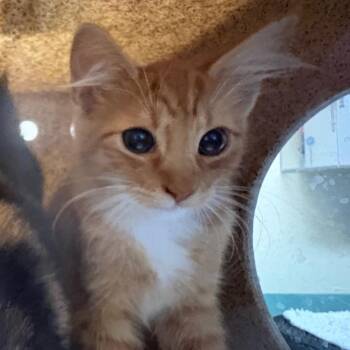 Clove -  Domestic Short Hair Cat for Adoption in Pasadena, California - Clove | PetCurious