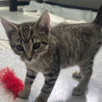 Benz -  Domestic Short Hair Cat for Adoption in New Philadelphia, Ohio - Benz | PetCurious