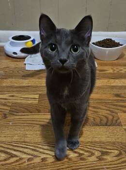 Domestic Short Hair Cats Available for Adoption in New Berlin, Wisconsin - Blue | PetCurious