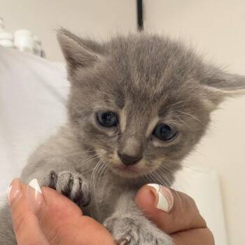 Missy -  Domestic Short Hair Cat for Adoption in Lake Jackson, Texas - Missy | PetCurious