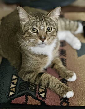 Rescue Domestic Short Hair Cats for Adoption in Prosper, Texas - Soxy | PetCurious