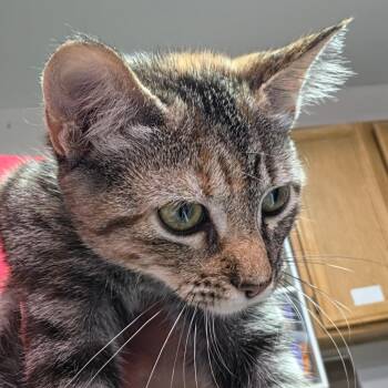 Ginger -  Domestic Short Hair Cat for Adoption in Leander, Texas - Ginger | PetCurious