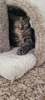 Rescue Torbie and Domestic Short Hair Cats for Adoption in Skyline, Minnesota - Sophie | PetCurious