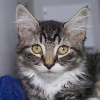 Yarrow -  Domestic Medium Hair Cat for Adoption in Seattle, Washington - Yarrow | PetCurious