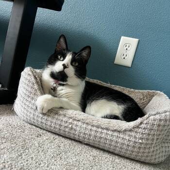 Maui -  Domestic Short Hair Cat for Adoption in Washougal, Washington - Maui | PetCurious