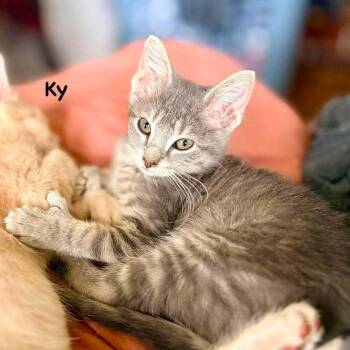 Ky -  Domestic Short Hair Cat for Adoption in South Bend, Indiana - Ky | PetCurious
