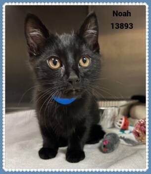 Rescue Domestic Short Hair and Bombay Cats for Adoption in Marietta, Georgia - NOAH | PetCurious