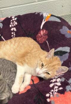 Rescue Domestic Short Hair Cats for Adoption in Frankfort, Kentucky - Kimono | PetCurious