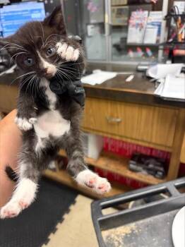 A377074 -  Domestic Short Hair Cat for Adoption in Stockton, California - A377074 | PetCurious
