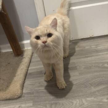 Jay (long hair, dogs, cats) -  Domestic Long Hair Cat for Adoption in Fairfax, Virginia - Jay (long Hair, Dogs, Cats) | PetCurious