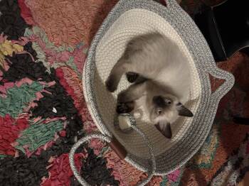 Butters -  Ragdoll Cat for Adoption in Malibu, California - Butters | PetCurious