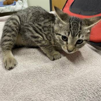 A611132 -  Domestic Short Hair Cat for Adoption in Modesto, California - A611132 | PetCurious
