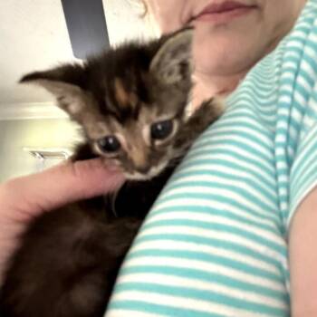 Ciambella -  Domestic Short Hair Cat for Adoption in Huntsville, Alabama - Ciambella | PetCurious