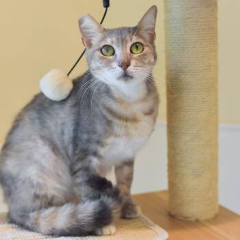 Domestic Short Hair Cats Available for Adoption in Kailua-kona, Hawaii - Kaia | PetCurious