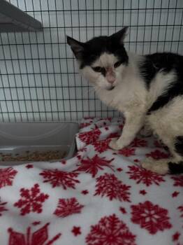 Cavil -  Domestic Short Hair Cat for Adoption in Brookings, Oregon - Cavil | PetCurious