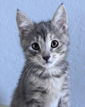 Domestic Short Hair Cats Available for Adoption in San Francisco, California - Grenache | PetCurious