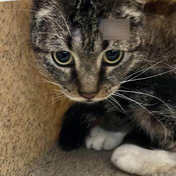 Hershey -  Domestic Medium Hair Cat for Adoption in Philadelphia, Pennsylvania - Hershey | PetCurious