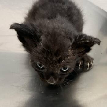 Bro -  Domestic Short Hair Cat for Adoption in Saint Joseph, Missouri - Bro | PetCurious