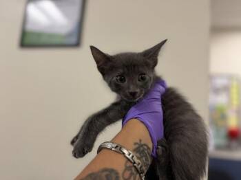 MOE -  Domestic Short Hair Cat for Adoption in Doral, Florida - MOE | PetCurious