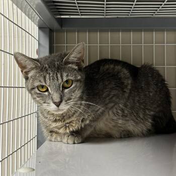 Domestic Short Hair Cats Available for Adoption in Blue Ridge, Georgia - Marie | PetCurious