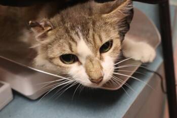 DROGAN -  Domestic Short Hair Cat for Adoption in Columbia, South Carolina - DROGAN | PetCurious