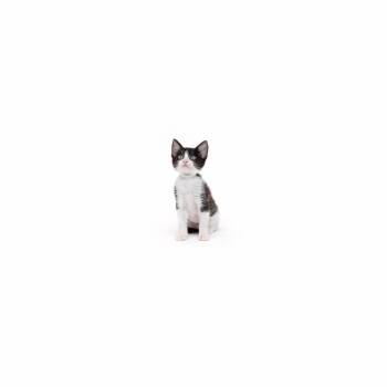 Domestic Short Hair Cats Available for Adoption in Los Angeles, California - Seine | PetCurious