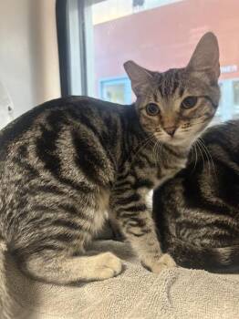 LULU LILY -  Domestic Short Hair Cat for Adoption in San Jose, California - LULU LILY | PetCurious