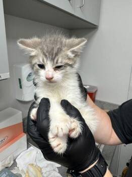 Domestic Short Hair Cats Available for Adoption in Sevierville, Tennessee - Bubbles | PetCurious