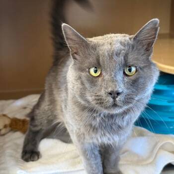 Smokey - Butler campus! -  Domestic Long Hair Cat for Adoption in Flagstaff, Arizona - Smokey - Butler Campus! | PetCurious