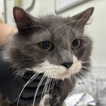Mister -  Domestic Long Hair Cat for Adoption in Newark, New Jersey - Mister | PetCurious