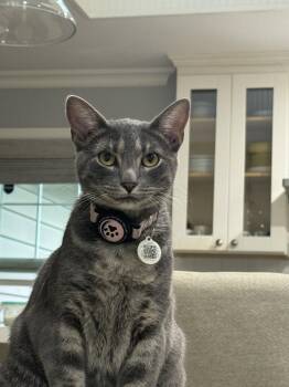 maeve -  Domestic Short Hair Cat for Adoption in San Jose, California - Maeve | PetCurious