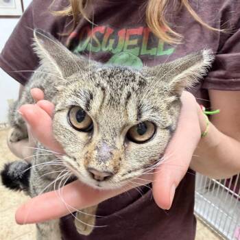 Skeletina-5298 -  Domestic Short Hair Cat for Adoption in Tyler, Texas - Skeletina-5298 | PetCurious