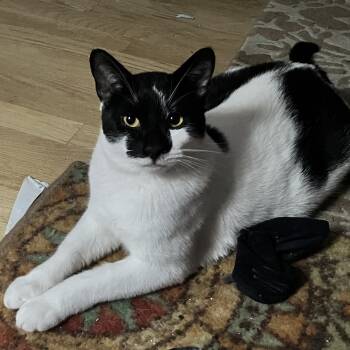 Rescue Domestic Short Hair Cats for Adoption - Stevee | PetCurious