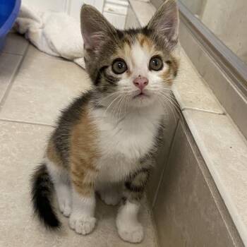 Daffodil -  Domestic Short Hair Cat for Adoption in Murfreesboro, Tennessee - Daffodil | PetCurious