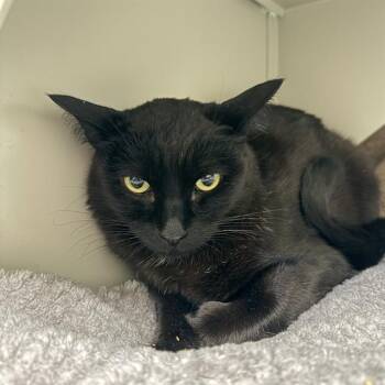 Domestic Short Hair Cats Available for Adoption in Las Vegas, Nevada - GROVER | PetCurious