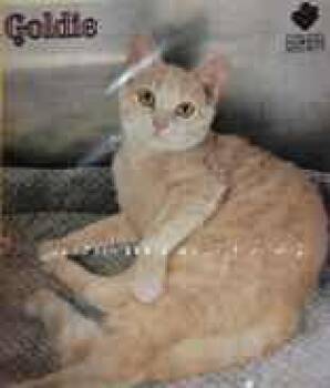 Rescue Domestic Short Hair Cats for Adoption in Portsmouth, Ohio - Goldie | PetCurious