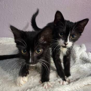 Latte -  Domestic Medium Hair Cat for Adoption in Pleasanton, California - Latte | PetCurious