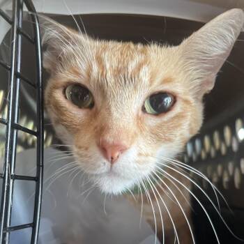"Mama" Rochelle -  Domestic Short Hair Cat for Adoption in Leander, Texas - "Mama" Rochelle | PetCurious