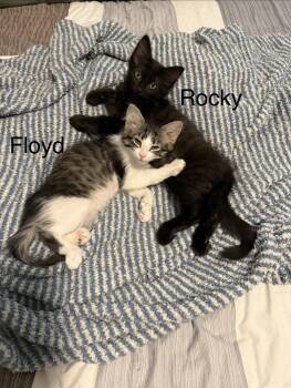 Rocky (bonded pair) -  Domestic Medium Hair Cat Available for Adoption in Tucson, Arizona - Rocky (bonded Pair) | PetCurious