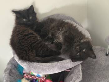 Domestic Medium Hair Cats Available for Adoption in Cincinnati, Ohio - Watson | PetCurious