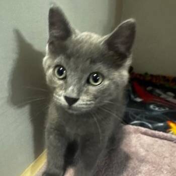 Gem and Slate -  Domestic Short Hair Cat for Adoption in Hutchinson, Minnesota - Gem And Slate | PetCurious