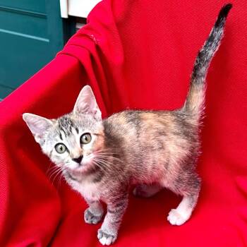 Sybil -  Domestic Medium Hair Cat for Adoption in Sequatchie, Tennessee - Sybil | PetCurious