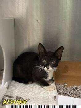 TARON -  Domestic Short Hair Cat for Adoption in West Palm Beach, Florida - TARON | PetCurious