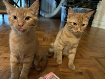 Bentley & Bugatti -  Domestic Short Hair Cat for Adoption in Overland Park, Kansas - Bentley & Bugatti | PetCurious