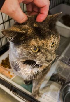 Dilute Tortoiseshell and Tabby Cats Available for Adoption - Parker (FCID# 03/09/2026 - 22 Trainer) | PetCurious