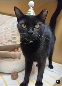 Betty -  Domestic Short Hair Cat for Adoption in Hammond, Indiana - Betty | PetCurious