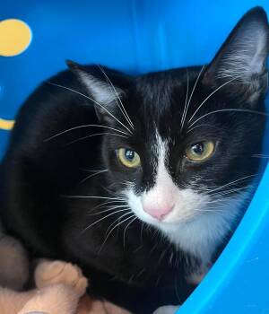 Toast -  Domestic Short Hair Cat for Adoption in Golden, Colorado - Toast | PetCurious