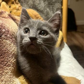 Domestic Short Hair Cats Available for Adoption in Sunnyvale, California - Rosamund | PetCurious