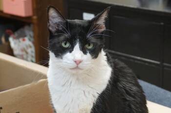 Coco IV -  Domestic Short Hair Cat for Adoption in Fountain Hills, Arizona - Coco IV | PetCurious